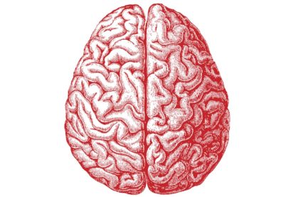 cerveau humain dessin