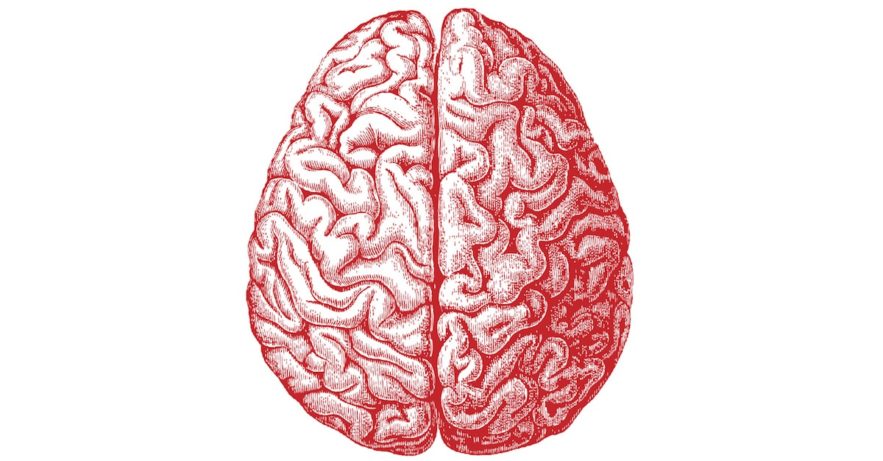 cerveau humain dessin