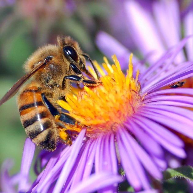 abeilles pollinisation pesticide extinction environnement