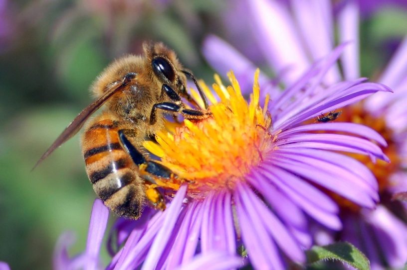 abeilles pollinisation pesticide extinction environnement