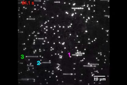 adn réplication genes génétique