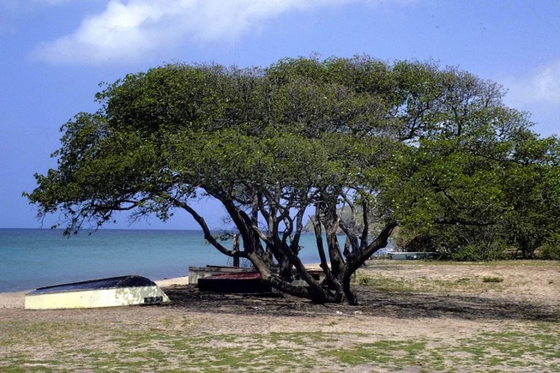 arbre toxique dangereux