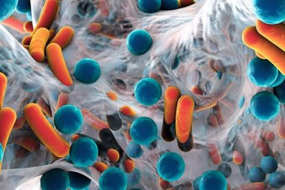 bacteries intestinales microbes
