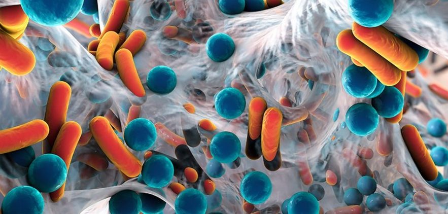 bacteries intestinales microbes