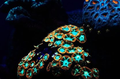 corail coraux récif