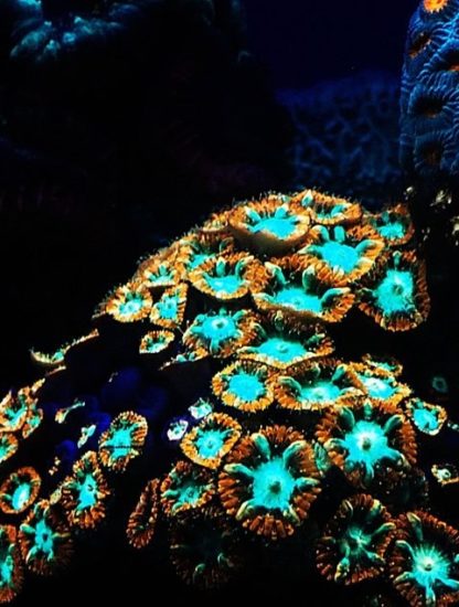 corail coraux récif