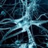 neurone cerveau structure atomique protéine tau maladie neurodegenerative alzheimer