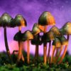 champignon magique hallucinogène médicament efficace cerveau effet