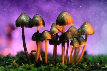 champignon magique hallucinogène médicament efficace cerveau effet
