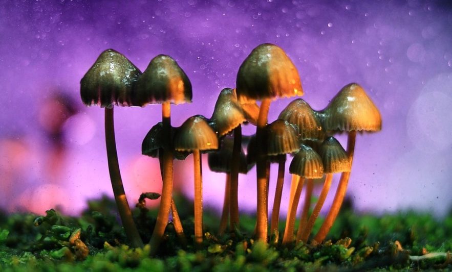 champignon magique hallucinogène médicament efficace cerveau effet
