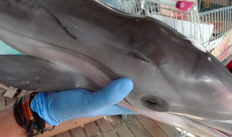 faune marine bébé dauphin mort espagne plage foule