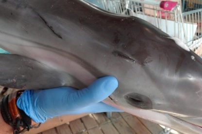 faune marine bébé dauphin mort espagne plage foule