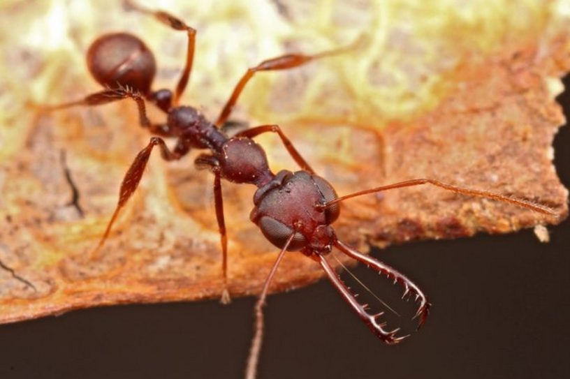 fourmis mandibule machoire piège