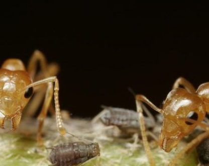 fourmis mandibule machoire pièce