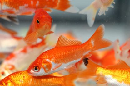 poissons rouge ethanol alcool production eau non oxygenée