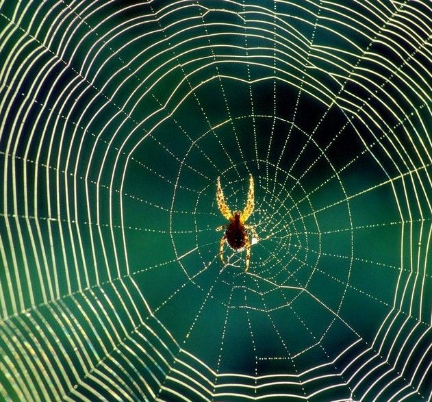 araignée soie toile graphène nanotube carbone