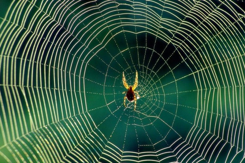 araignée soie toile graphène nanotube carbone