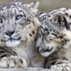 leopard des neiges espece menacee en voie de disparition