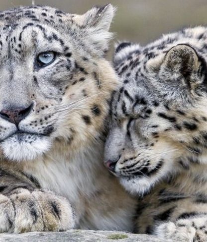 leopard des neiges espece menacee en voie de disparition