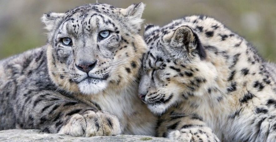 leopard des neiges espece menacee en voie de disparition