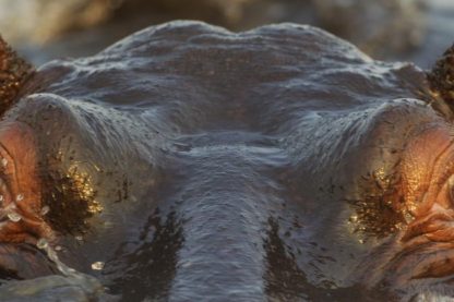 hippoppotame mort namibie maladie du charbon fièvre charbonneuse