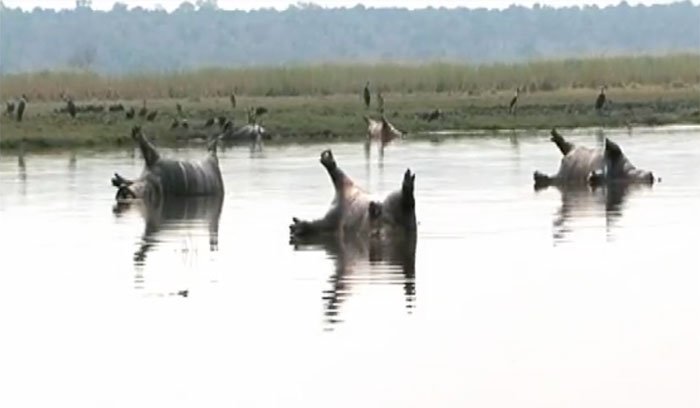 hippopotames morts namibie maladie fièvre charbonneuse charbon