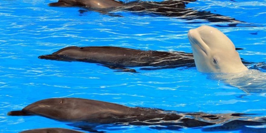 beluga dauphin communication inter espece sons