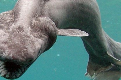 requin lezard créature fonds marins océan 300 dents