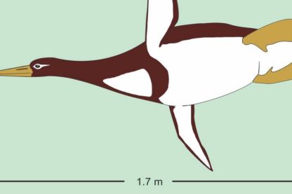 ancien pinguin manchot géant colossal paléocène nouvelle zélande ossements