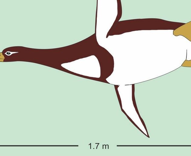 ancien pinguin manchot géant colossal paléocène nouvelle zélande ossements