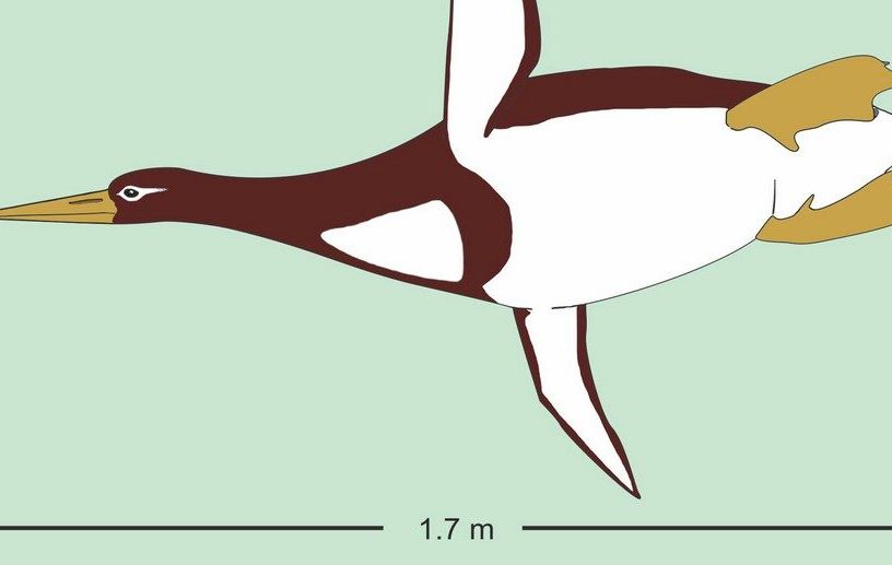 ancien pinguin manchot géant colossal paléocène nouvelle zélande ossements