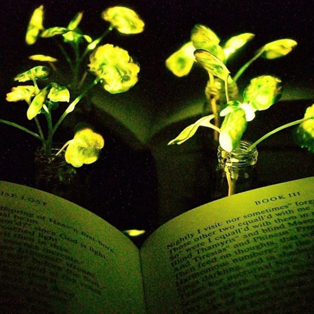 plante lumineuse lumière nanobionique plante
