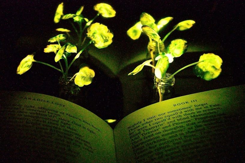 plante lumineuse lumière nanobionique plante