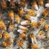 abeilles ruches environnement pollinisateurs