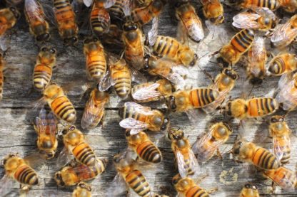 abeilles ruches environnement pollinisateurs