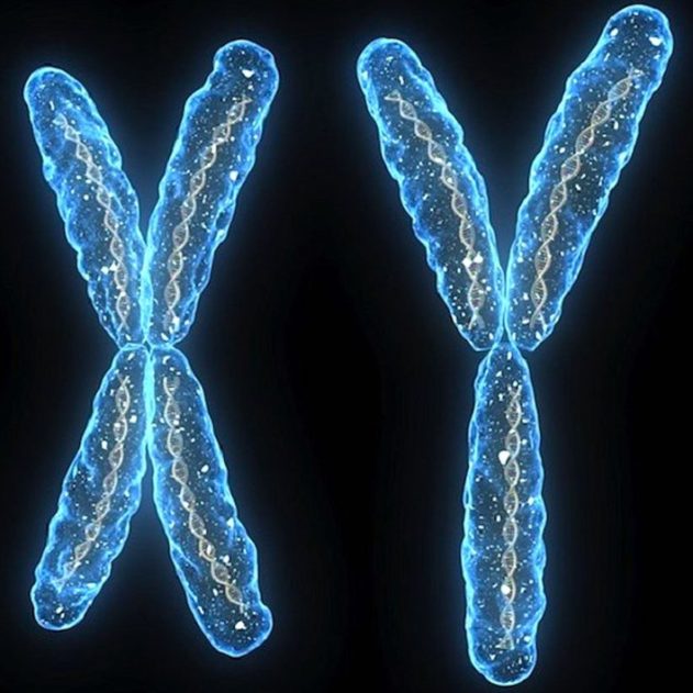 chromosomes chromosome x y disparition