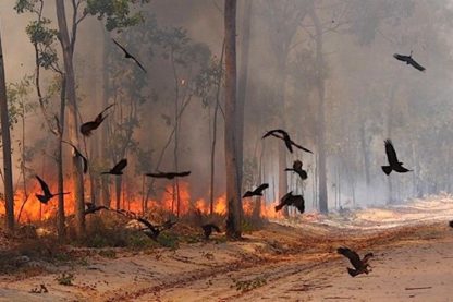 feu pyromane oiseau proie rapace incendie foret australie australienne