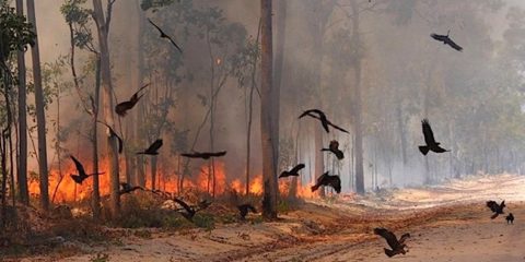 feu pyromane oiseau proie rapace incendie foret australie australienne