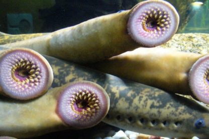 lamproie gene moelle epiniere guerison poisson humain paralysie