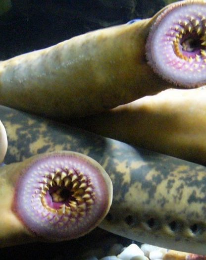lamproie gene moelle epiniere guerison poisson humain paralysie