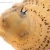 larve mandibule epines sous peau gestation