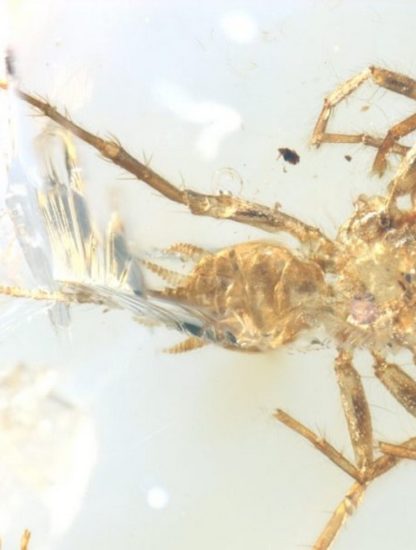 araignée scorpion queue découverte ambre birmanie arachnide