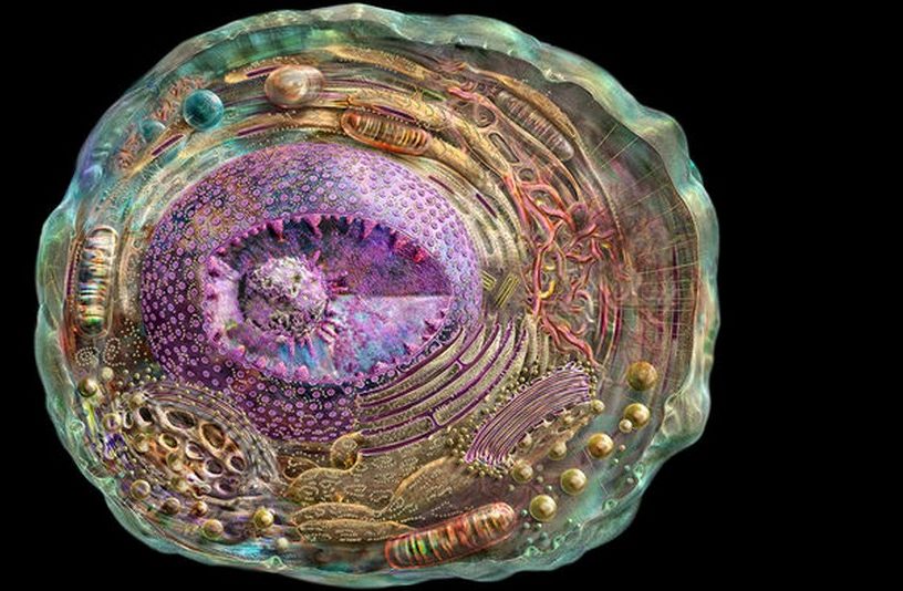 cellule crisp cas9 genes adn arn