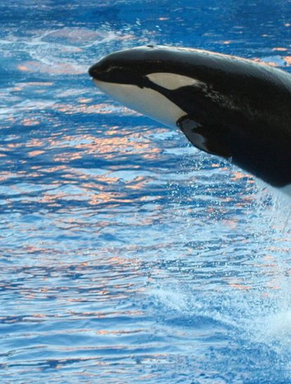 orque mammifère marin apprentissage vocal