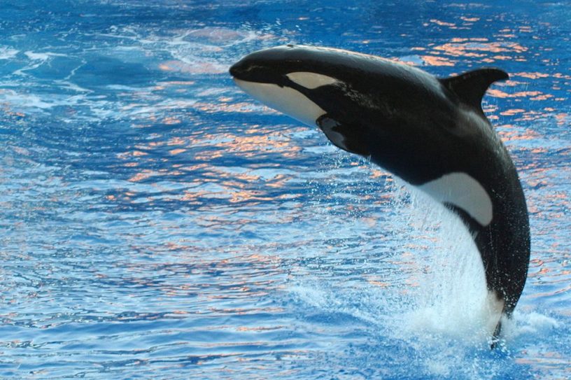 orque mammifère marin apprentissage vocal