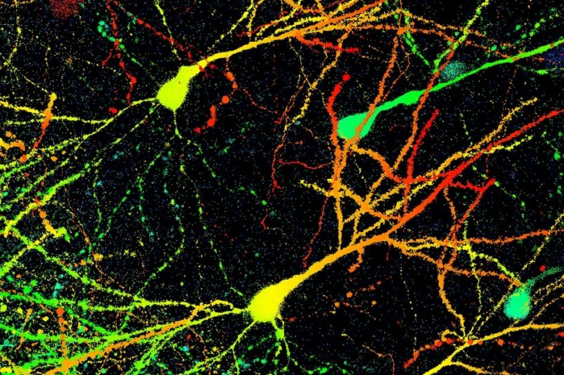 souris cerveau cellules neurones anxiete