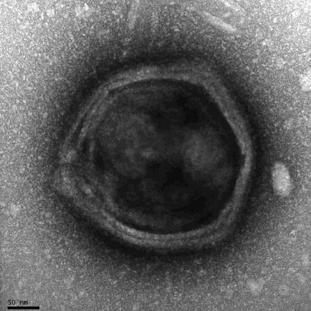 virus geant bacterie enzyme