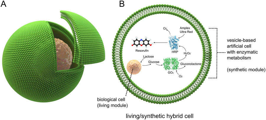 cellules hybrides vivantes organisme biologie