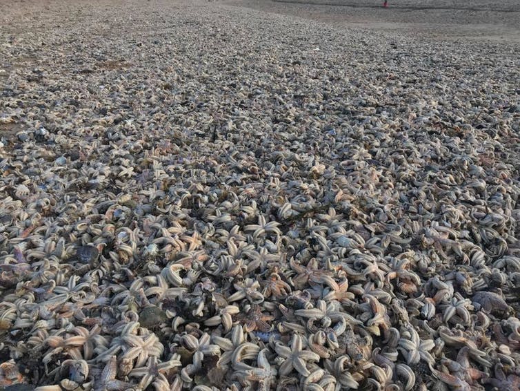echouage masse massif mort étoiles de mer mollusques crabes uk angleterre