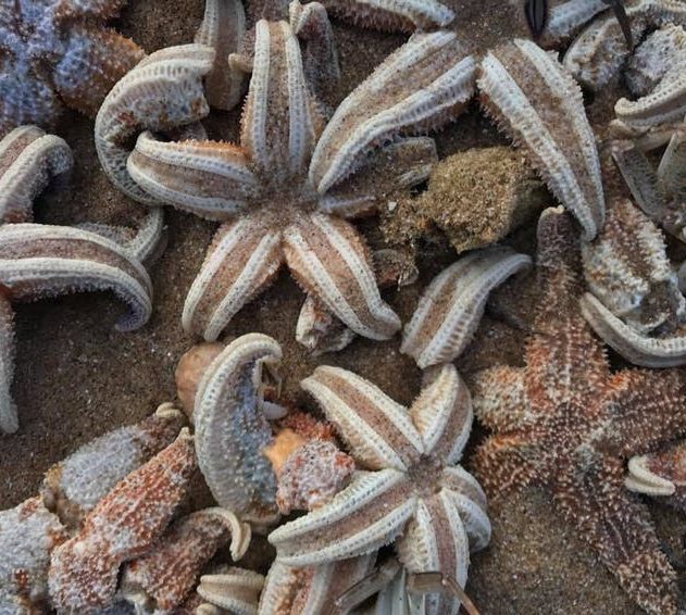 étoile de mer mollusque crabes vie marine marées basses températures extreme tempête vents échouage